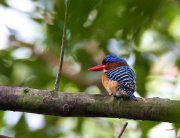 Banded Kingfisher, Sumatra